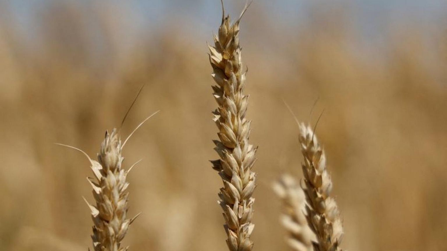 UKRAINE-CRISIS-GRAIN-HARVEST:Ukraine grain harvest 97% complete at 53.2 million T -ministry