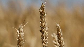 Traders cuts Ukraine 2022 combined grain and oilseeds crop forecast
