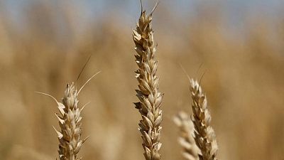 UKRAINE-CRISIS-GRAIN-HARVEST:Ukraine's wheat, corn crops seen falling this year on area drop-UGA