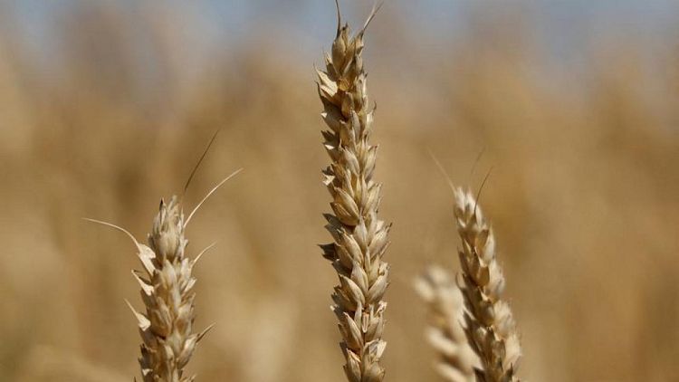 Los operadores reducen la previsión de cosecha ucraniana de cereales y oleaginosas en 2022