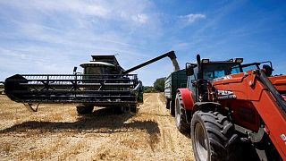 Asociación agrícola alemana espera una mayor cosecha de trigo de invierno