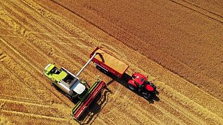 Condiciones de los cultivos de maíz en Francia vuelven a empeorar