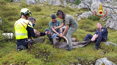 Intervento dei Vigili del fuoco e veterinario al Lago di Sorapis Intervento dei Vigili del fuoco e veterinario al Lago di Sorapis