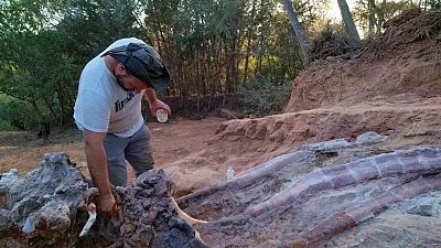 Desentierran en Portugal esqueleto que podría ser el dinosaurio más grande hallado en Europa