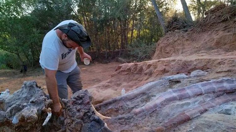 Desentierran en Portugal esqueleto que podría ser el dinosaurio más grande hallado en Europa