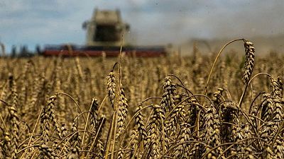 روسيا: اتفاق الحبوب الأوكرانية يطبق بشكل سيء