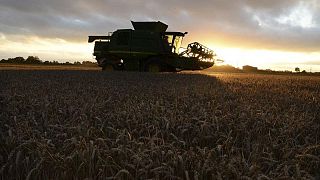 La superficie de trigo en Inglaterra aumenta 0,8% respecto al año pasado -ministerio