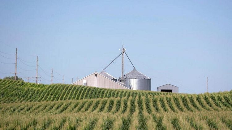 Agricultores de EEUU sembrarán más maíz y trigo, menos soja para campaña 2023/24: USDA