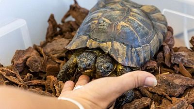 Doble celebración: La tortuga bicéfala Janus cumple 25 años