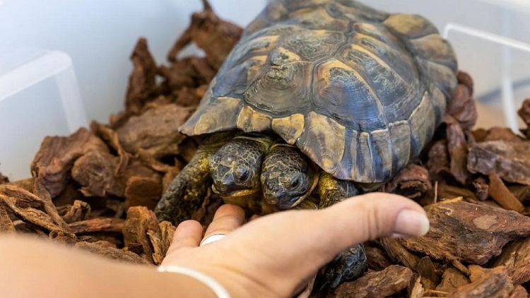 Doble celebración: La tortuga bicéfala Janus cumple 25 años