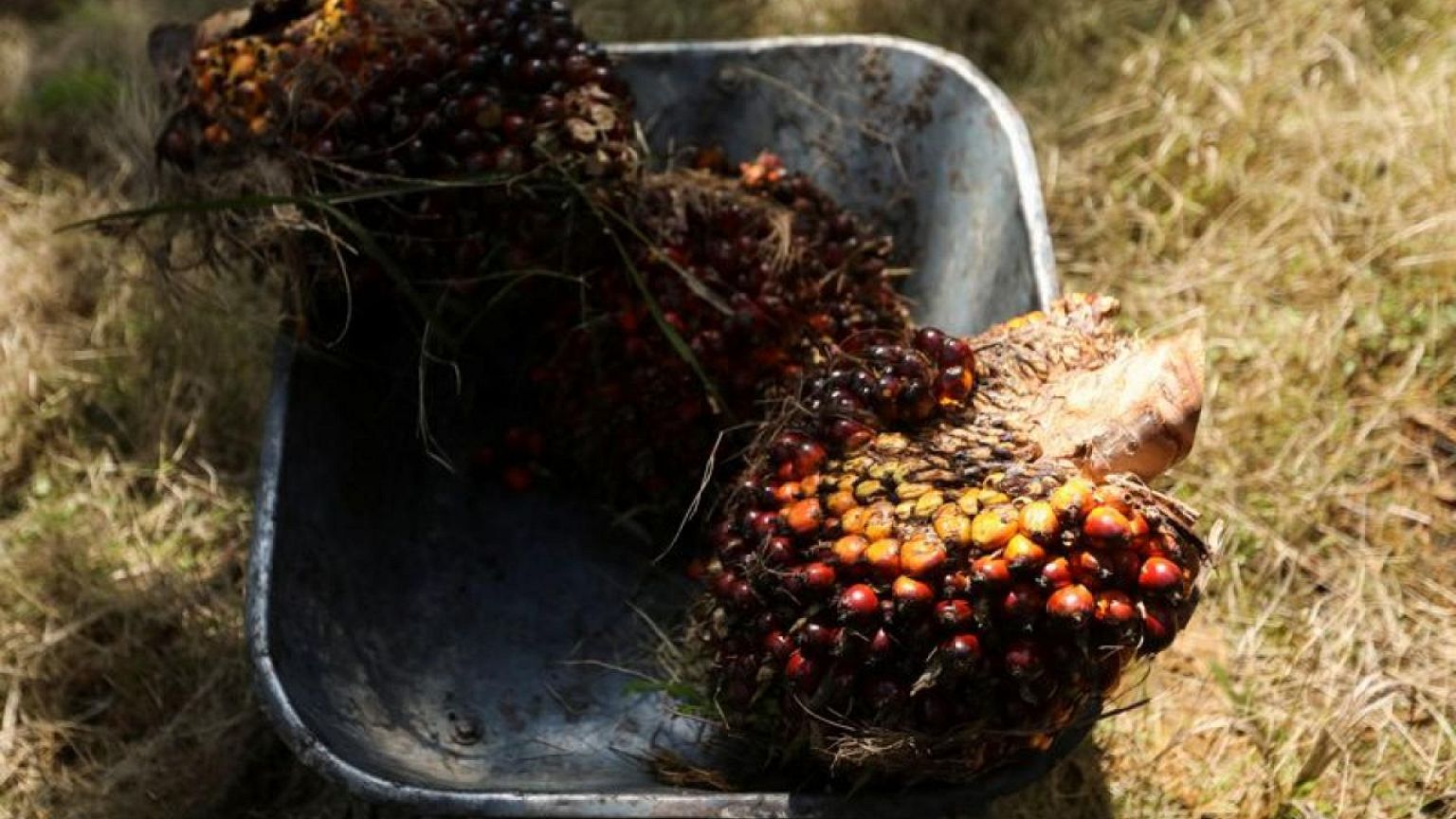 Growing tensions between Asian palm oil producers and the European Union