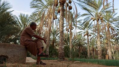 الواحة الأشد حرارة بأفريقيا.. الجفاف والمرض يهددان النخيل في قبلي التونسية