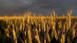 Exportaciones de trigo blando de la UE en 2022/23 suman 11,15 millones de toneladas al 23 de octubre