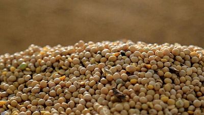 Importaciones de soja de la UE en 2022/23 caen a 2,16 millones de toneladas al 3 de septiembre