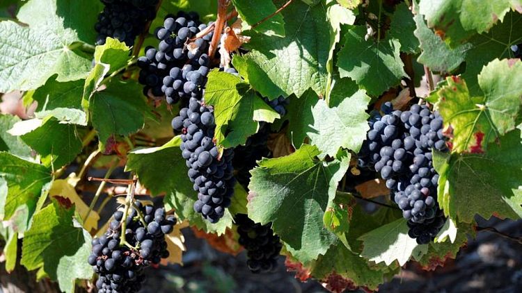 France sees wine output up 16% this year despite drought