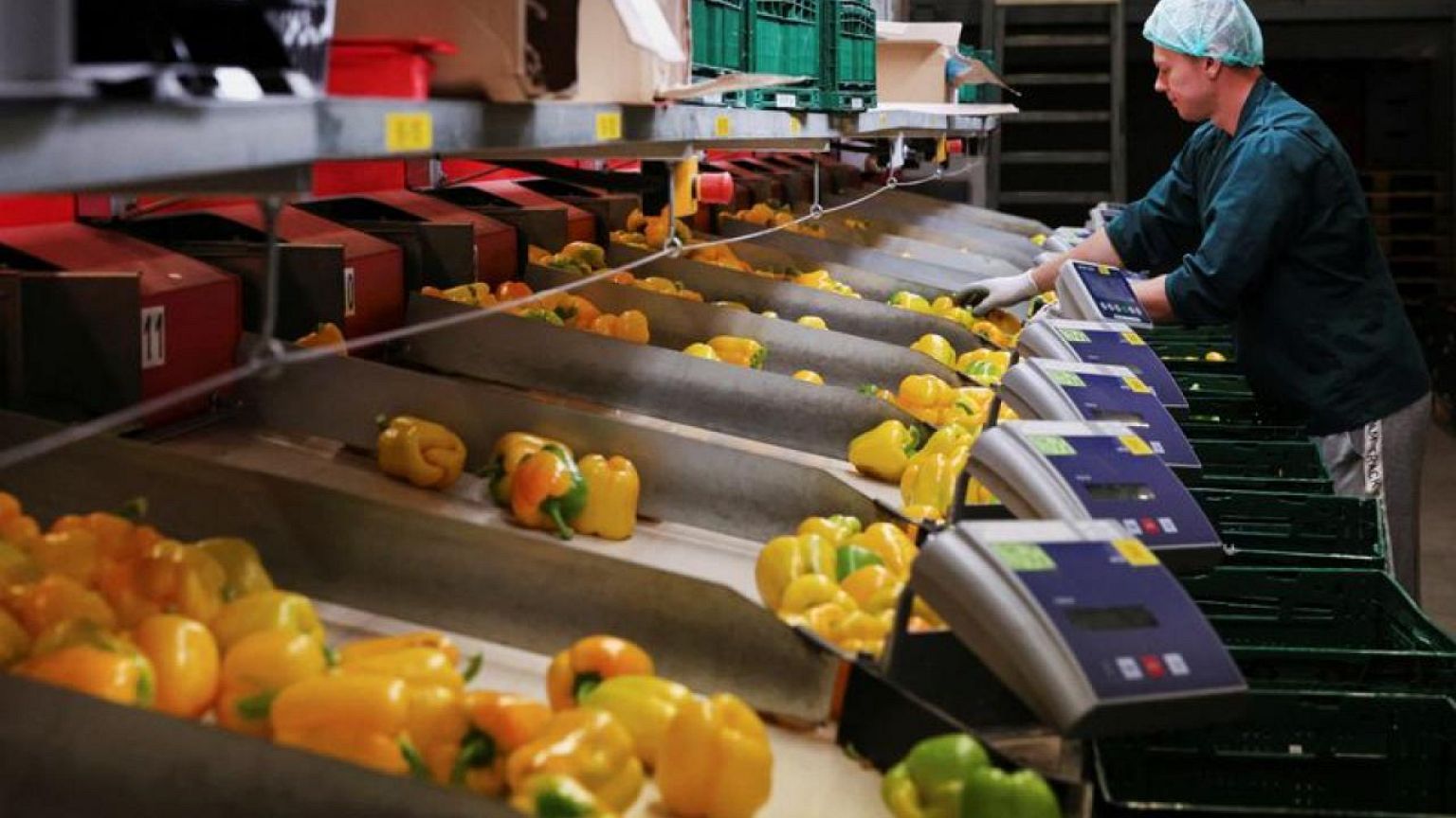 No tulips from Amsterdam? Gas crisis hits Dutch greenhouses