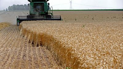 Los futuros del trigo, el maíz y la soja en EEUU caen ante preocupación por exportación