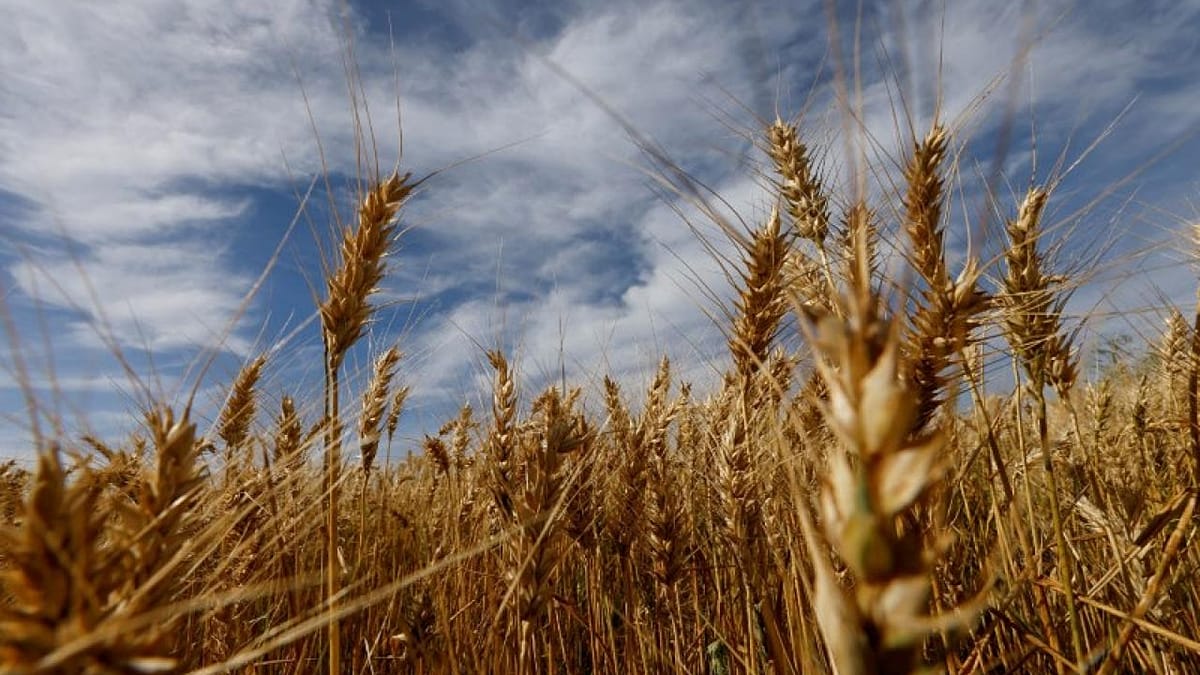 StoneX ve ligero aumento de importaciones de trigo Brasil en 22/23 ...