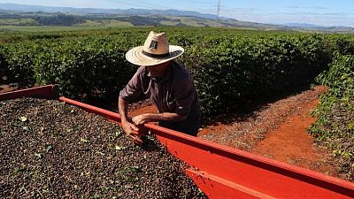 Exportaciones de café Brasil se mantienen casi estables en agosto; envíos de arábica aumentan un 10%