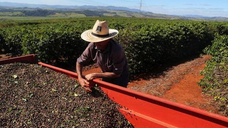 Exportaciones de café Brasil se mantienen casi estables en agosto; envíos de arábica aumentan un 10%