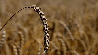 مصدران: مصر توافق على استبدال شحنة محتجزة من القمح الأوكراني