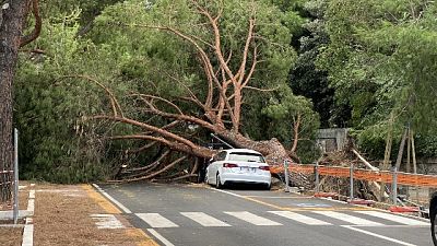 Caduti una quindicina di alberi, danni ad auto in sosta