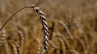 وزارة: صادرات الحبوب الأوكرانية انخفضت 46% منذ بداية موسم 2022/23