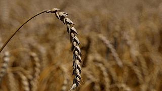 Las exportaciones ucranianas de cereales bajan un 46% en lo que va de 2022/23: Ministerio