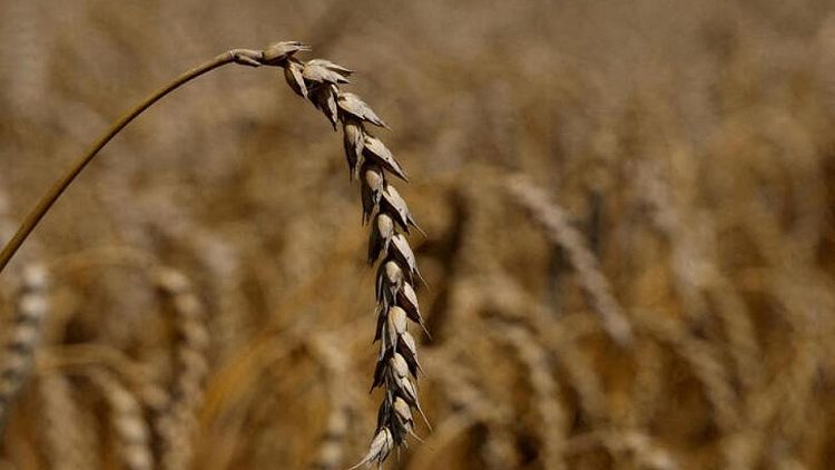 Cosecha de cereales de Ucrania de 2022, completa en 85% con 41,9 millones de toneladas: Ministerio