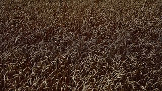 Ucrania mantiene estimación de cosecha de cereales 2022 en 50-52 millones de toneladas Ucrania mantiene estimación de cosecha de cereales 2022 en 50-52 millones de toneladas
