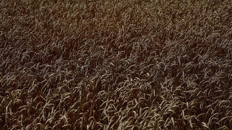 Ucrania mantiene estimación de cosecha de cereales 2022 en 50-52 millones de toneladas