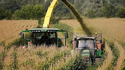 Monitor de cultivos de la UE vuelve a recortar previsión de rendimiento del maíz para 2022