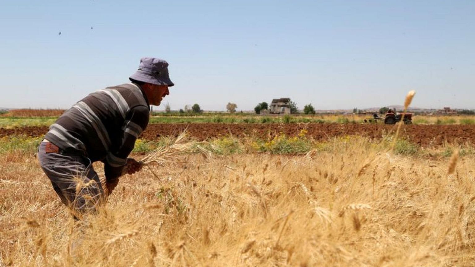 Exclusive-Climate change, conflict decimate Syria's grain crop - UN FAO