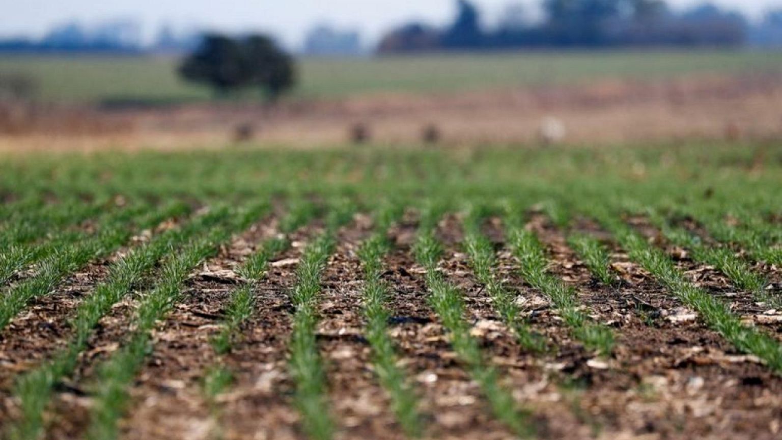 As war, drought hit global crops, Argentina gambles on GM wheat