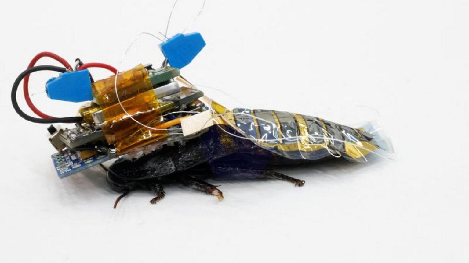 Meet Japan's cyborg cockroach, coming to disaster area near you