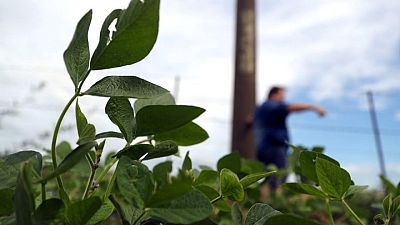 Lluvias frenan la siembra de la nueva cosecha de soja en Brasil, dice AgRural