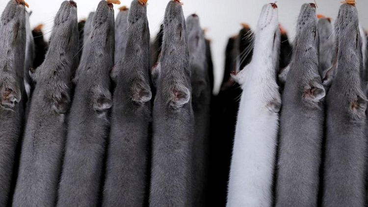Denmark to allow mink breeding again from 2023