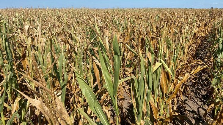 La sequía y la guerra acercan las reservas mundiales de cereales a mínimos de una década
