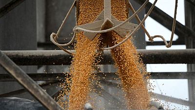 EEUU considera 2023 importante para aclarar inminente prohibición de maíz transgénico en México