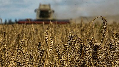 Francia estudia una ruta terrestre para los cultivos ucranianos tras retirada de Rusia del acuerdo