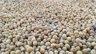 Ritmo de siembra de soja en Brasil se ralentiza por clima irregular: consultoría