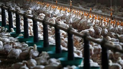 Worst ever bird flu crisis in Europe raises risks for next season - EFSA