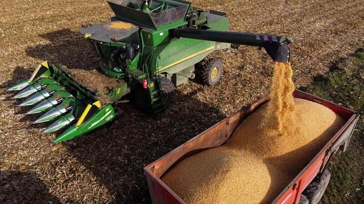 Futuros del maíz y el trigo caen en Chicago por  preocupación por China, firmeza del dólar