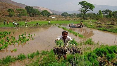 Los daños de las lluvias a los cultivos de la India amenazan con encarecer más la comida