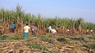 Fuertes lluvias retrasan la molienda de caña de azúcar en la India