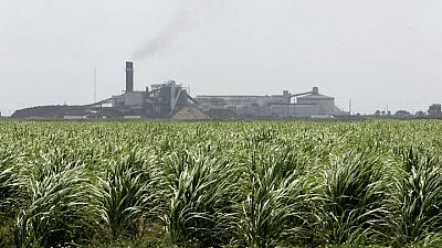 USDA prevé que suministro de azúcar en EEUU aumente debido a las mayores importaciones