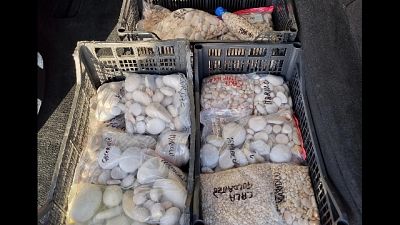 Sottratte da turisti questa estate in cale Mariolu e Goloritzè