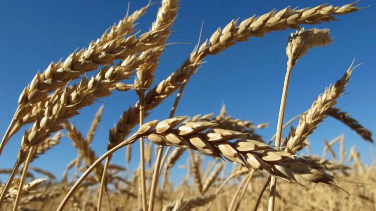 Rusia propone una cuota de exportación de cereales de 25,5 millones de toneladas de febrero a junio