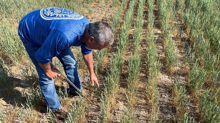 Los agricultores de trigo de invierno en EEUU siembran en el polvo por la sequía