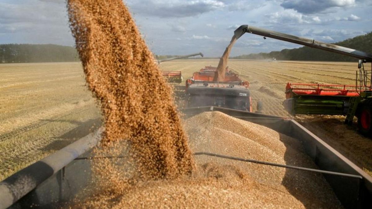 Russian Wheat Prices Stable Amid High Exports | Euronews